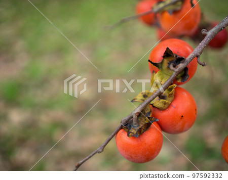 Sanjagaki persimmons ripened in late autumn 97592332