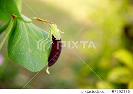 Tutankhamen's pea 97592386