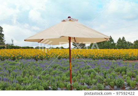 Landscape with summer flowers 97592422