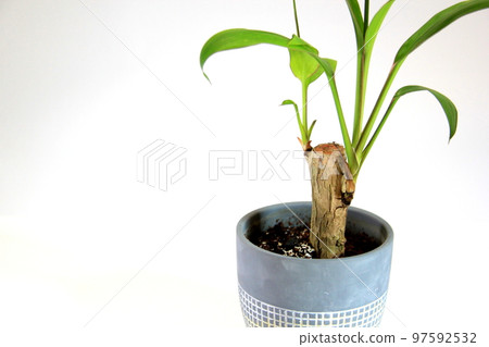 龍血樹(幸福之樹)小型室內植物 龍血樹(幸福之樹)小型室內植物 97592532