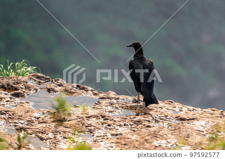 condor sitting on a rock in nature 97592577