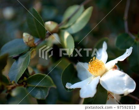 十二月開花的玉茶（油茶）花 97592813
