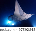 manta night diving 97592848