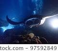 manta night diving 97592849