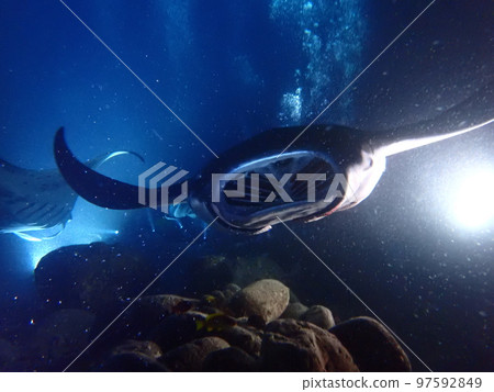 manta night diving 97592849