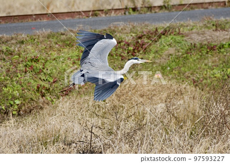 Gray heron heron / Japan 97593227