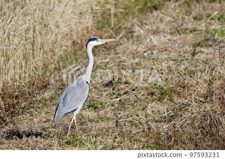 灰鷺蒼鷺 / 日本 灰鷺蒼鷺 / 日本 97593231