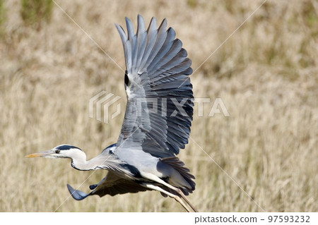 Gray heron heron / Japan 97593232