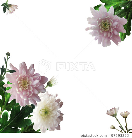 Pink and white chrysanthemums on a white background. Card with a floral botanical composition with realistic flowers and green leaves in the corners. Pink and white chrysanthemums on a white background. Card with a floral botanical composition with realistic flowers and green leaves in the corners. 97593233