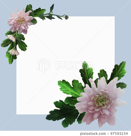 Blue square frame with pink chrysanthemums and green leaves and twigs with white space for text. 97593234