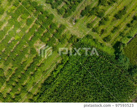 Top view of the Banana field in Taitung of Taiwan 97593523