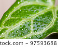 Watering on Anthurium crystallinum plant 97593688