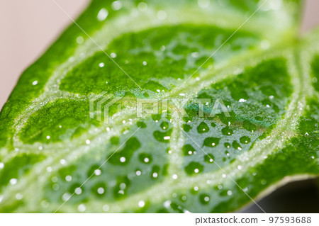 Watering on Anthurium crystallinum plant 97593688