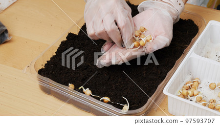 Planting vegetable at home for mini garden Planting vegetable at home for mini garden 97593707