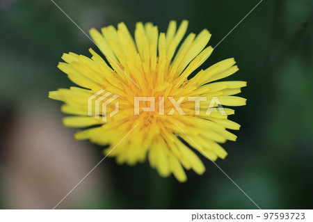 Dandelion 0034 97593723