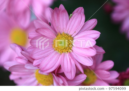 菊花0115 菊花0115 97594099