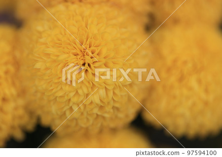 菊花0116 菊花0116 97594100