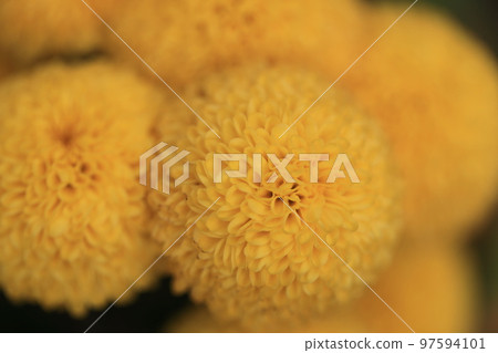 菊花0117 菊花0117 97594101