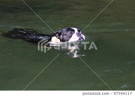 Mighty-kun, a cute Boston terrier swimming comfortably in the Tokigawa River, a popular spot for playing in the river♡ Mighty-kun, a cute Boston terrier swimming comfortably in the Tokigawa River, a popular spot for playing in the river♡ 97594117
