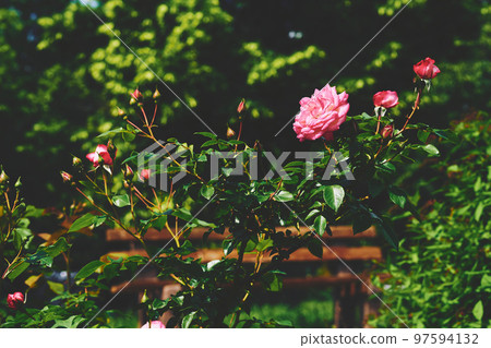 Lush bush of scarlet rose in green thickets 97594132