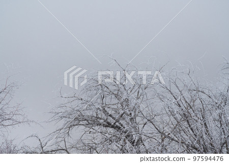 Snowy treetops covered with rain.Tree branches against the sky in winter at sunset. Snowy treetops covered with rain.Tree branches against the sky in winter at sunset. 97594476