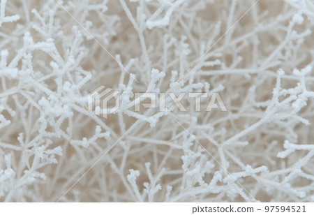 Close-up of snow-covered shrub branches. White tree branches under frost on a frosty day, like a spider web and a frosty three-dimensional pattern. Close-up of snow-covered shrub branches. White tree branches under frost on a frosty day, like a spider web and a frosty three-dimensional pattern. 97594521