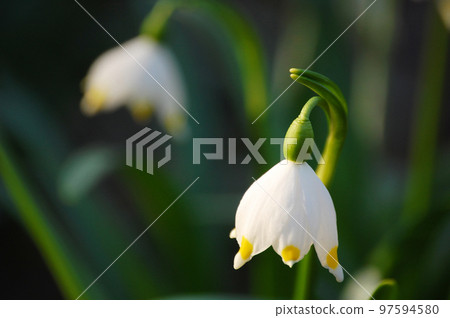 Spring snowflake 97594580