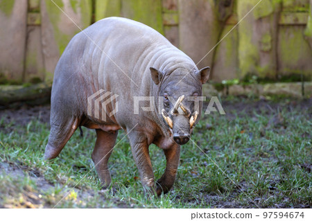 Babirusa, Babyrousa babyrussa Babirusa, Babyrousa babyrussa 97594674