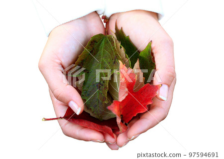 Autumn leaves Autumn leaves 97594691