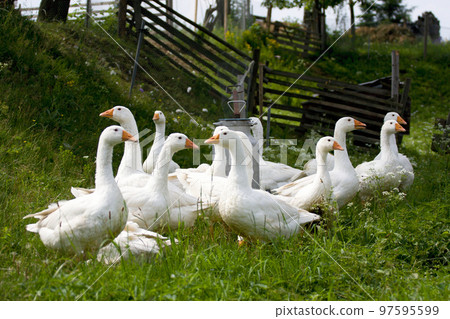 Domestic geese 97595599