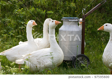 Domestic geese Domestic geese 97595600