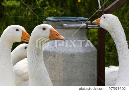 Domestic geese Domestic geese 97595602