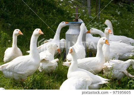 Domestic geese 97595605