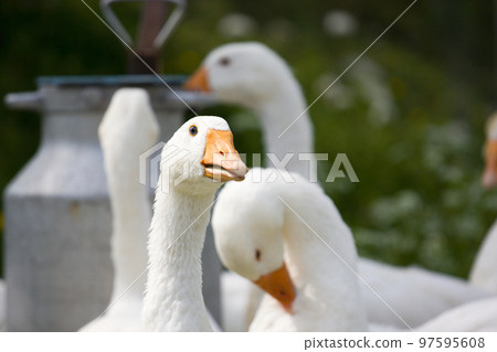 Domestic geese Domestic geese 97595608