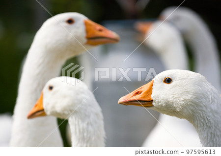 Domestic geese 97595613
