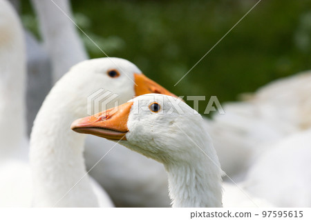 Domestic geese 97595615