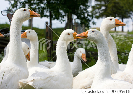 Domestic geese Domestic geese 97595616