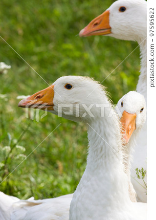 Domestic geese Domestic geese 97595622