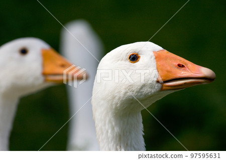 Domestic geese Domestic geese 97595631