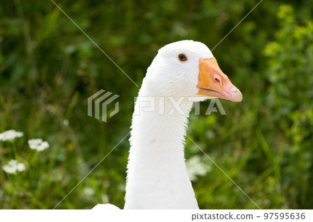 Domestic geese Domestic geese 97595636