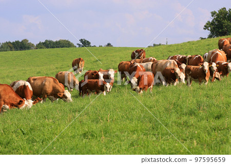 Dairy cows Dairy cows 97595659