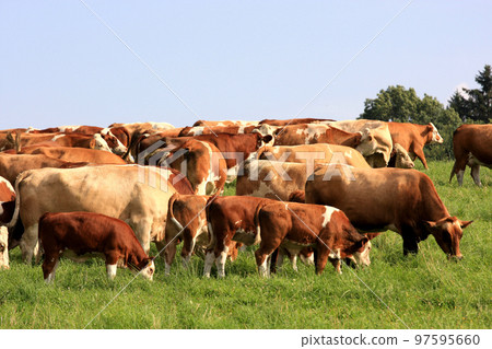 Dairy cows Dairy cows 97595660