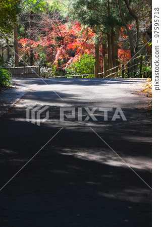 秋日鎌倉淨智寺附近的靜巷 97595718