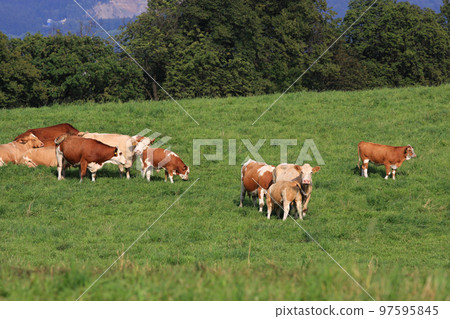Dairy cows Dairy cows 97595845