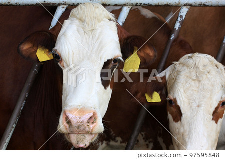 Cows Cows 97595848