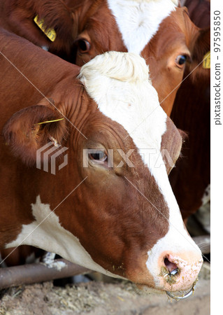 Cows Cows 97595850