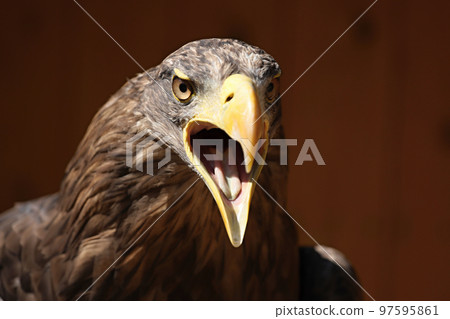 Screaming eagle, Sea eagle (Haliaeetus albicilla) 97595861