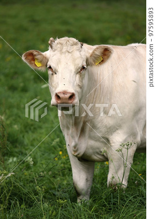 White cow 97595893