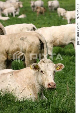 Dairy cows Dairy cows 97595897