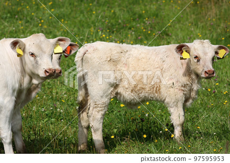 White Calf White Calf 97595953